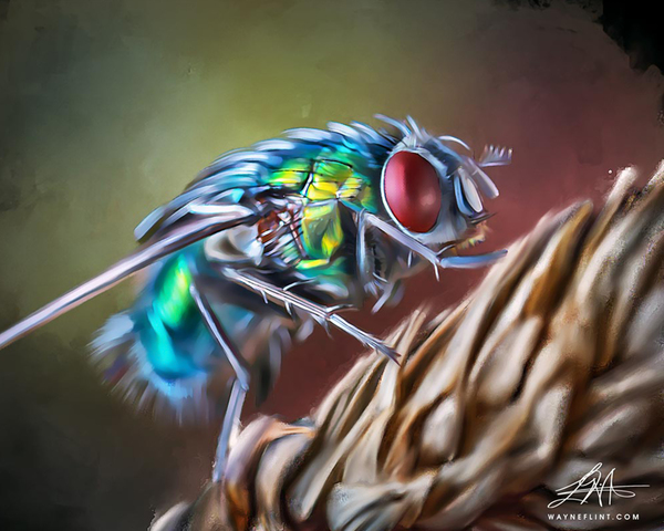 Digital Fly Digital Download
