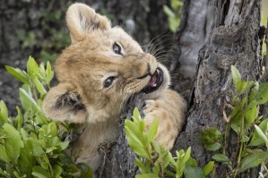Lion Cub - 2
