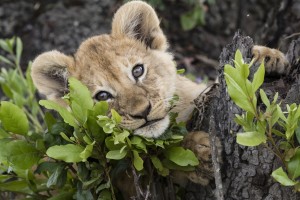 Lion Cub