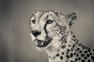 Cheetah Portrait