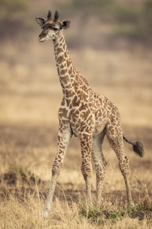 Little Girafe