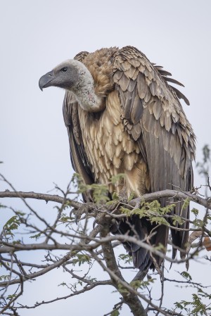 Vulture