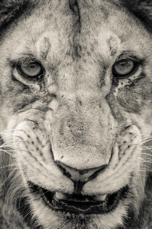 Grrrr