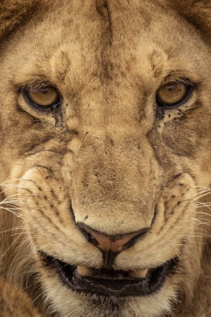 Grrrr - Color