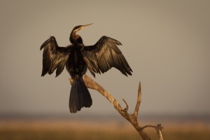 All Wings Open