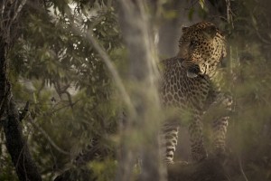 Ghosts of the Serengeti