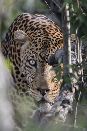 Eyes of the Leopard - color