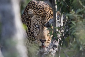 Eyes of the Leopard - color
