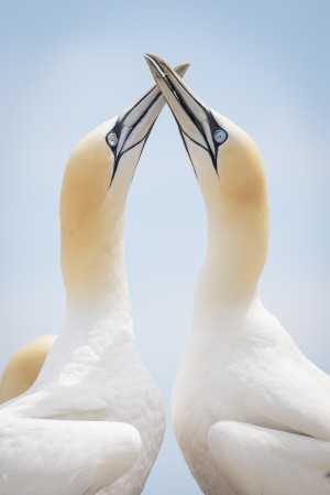 Perfect Harmony