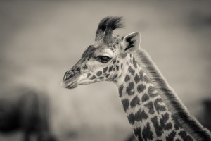 Girafe Calve