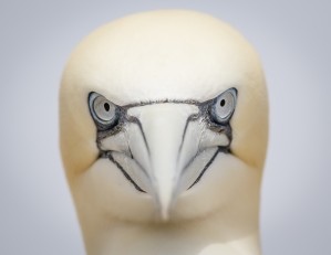 Angry Bird