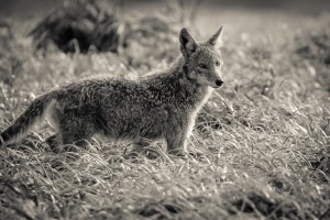 Coyote 
