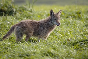 Coyote Pretty