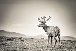 Tule Elk