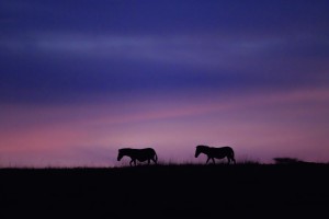 Zebra Sunrise