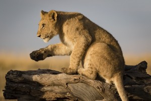 Small Step for Lionkind - 2