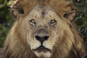 A Kings Portrait - color