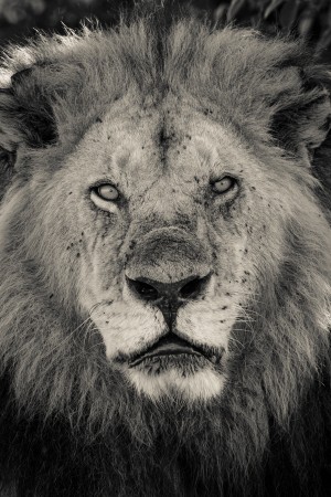 The King of South Africa - 2