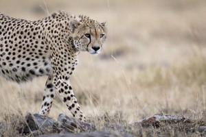 Cheetah Bro