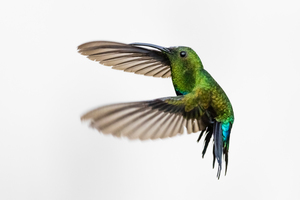 Hummingbird - 1