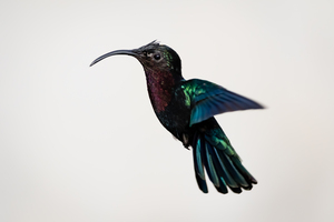 Hummingbird - 2