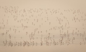 Flamingos of Africa