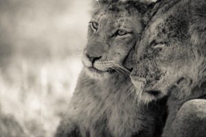 Tenderness