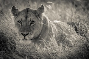 Lioness in the sun