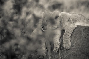 Daydreaming