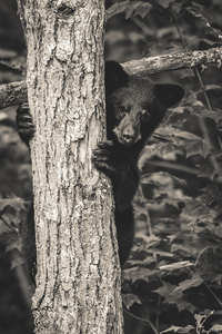 Ourson - Bear cub