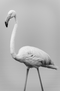 Flamand Rose en Noir et blanc