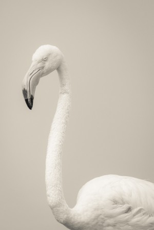 Fluffy
