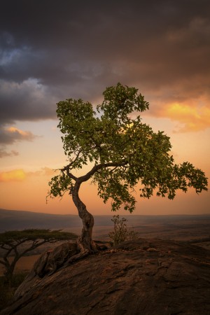 Tree of Life