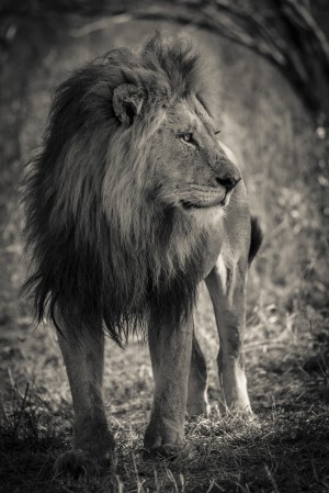 The King of South Africa - 3