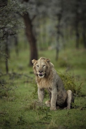 A Lions Tongue