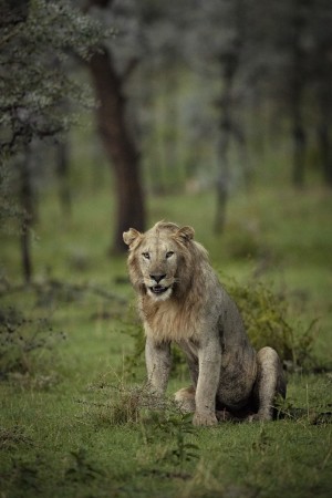 Lion under Rain by www.jadupontphoto.com