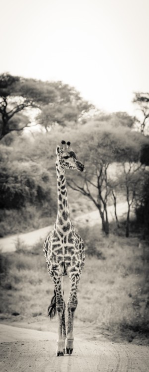 Walking on the Wild Side