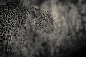Hunter