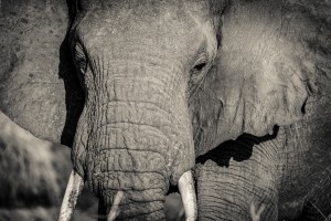 Elephant Portrait