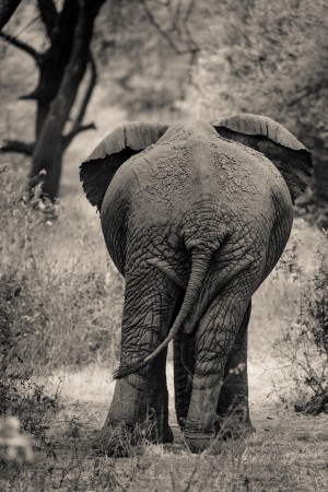 Straight Ahead - Droit Devant