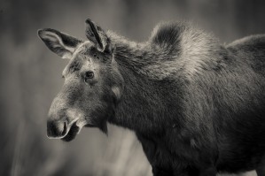 Young Moose