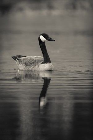 Canada Goose