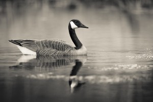 Canada Goose - 2