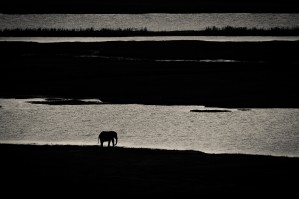 Chobe River Elephant