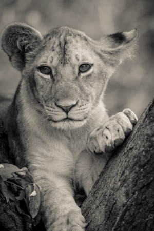 Little Prince