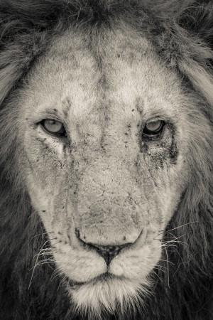 Tough Guy