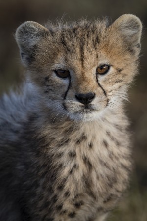 Cheetah Cub