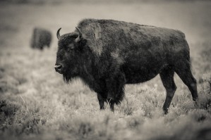 Bison of the Far West