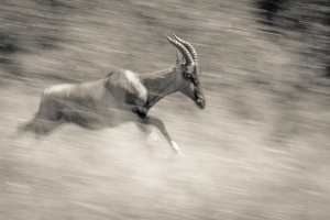 Full Speed
