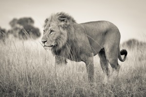Proud King - 2
